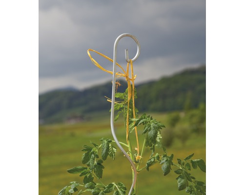Tuteur pour tomates avec plant de tomates dans le jardin
