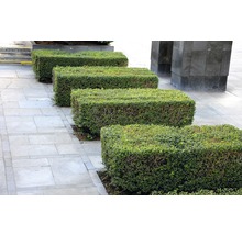 Rangée de haies de buis taillées rectangulaires sur un trottoir