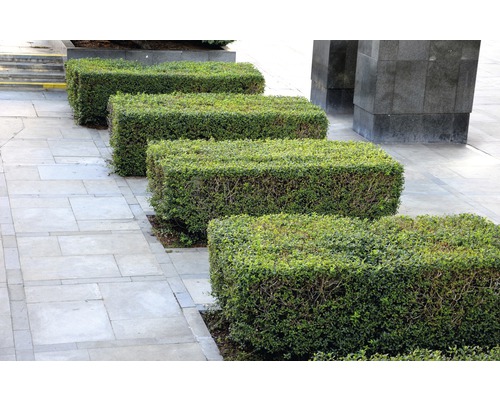 Rangée de haies de buis taillées rectangulaires sur un trottoir