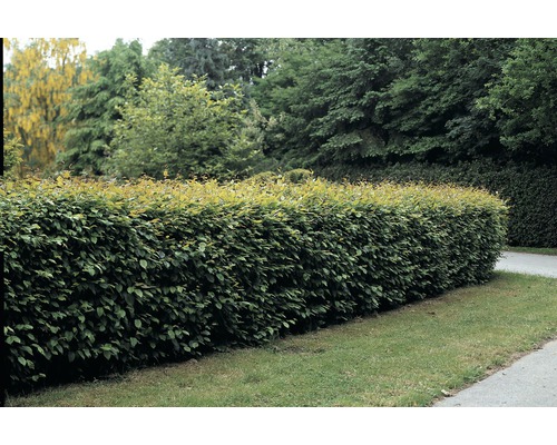 Charme commun haie d'1 mètre FloraSelf Carpinus betulus h 60-80 cm Co 2 l 5 pièces pour 1 mètre linéaire de haie