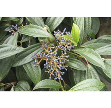 Viorne de David persistant FloraSelf Viburnum davidii h 40-50 cm CO 6 l-thumb-0