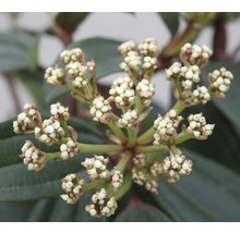 Viorne de David persistant FloraSelf Viburnum davidii h 40-50 cm CO 6 l-thumb-2