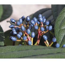 Viorne de David persistant FloraSelf Viburnum davidii h 40-50 cm CO 6 l-thumb-3