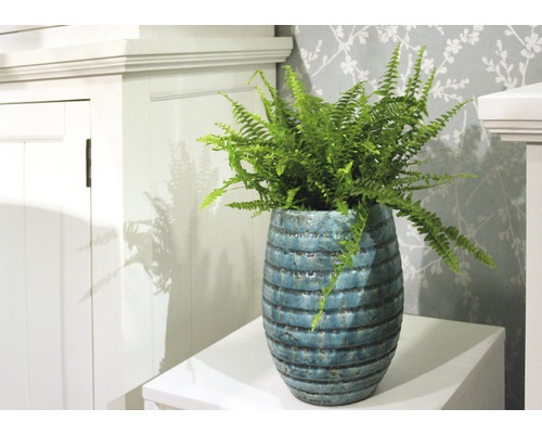 Plante d''intérieur fougère dans un pot décoratif