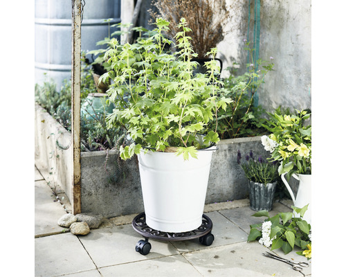 Pflanze im Topf auf Pflanzenroller im Aussenbereich