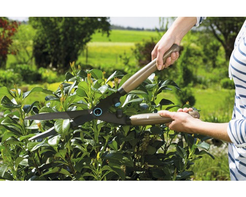 Gartenschere beim Schneiden einer Hecke im Garten