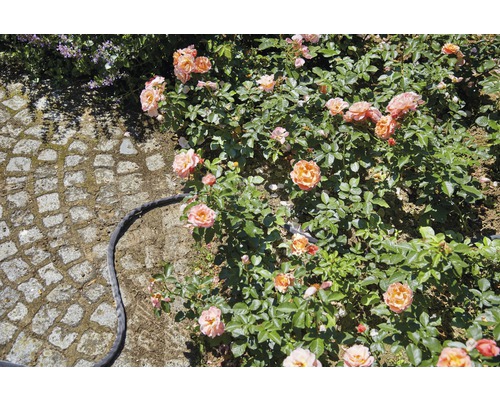 Beet mit Rosenpflanzen neben Pflastersteinen