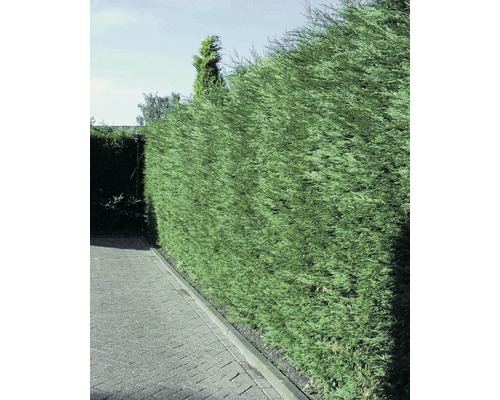 Haie verte le long d''un chemin pavé