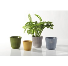 Pots de fleurs en céramique de différentes couleurs avec texture côtelée et plante d''intérieur