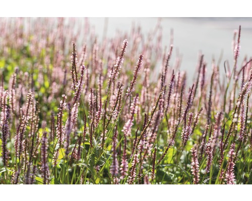 Knöterich FloraSelf Bistorta amplexicaulis 'Rosea' (ehem. Persicaria ampl. 'Rosea') H 5-40 cm Co 0,5 L