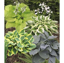 Différents hostas dans une plate-bande.