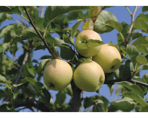 Pomme d'hiver Bio FloraSelf Bio Malus domestica 'Golden Delicious' hauteur du tronc env. 60 cm. Hauteur totale 130-150 cm Co 7,5 L arbuste