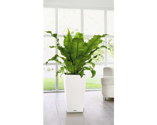 Vogelnester Farn in einem weißen Pflanzgefäß