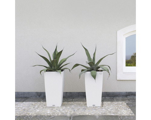 Zwei Agavenpflanzen in weißen, hohen Pflanzgefäßen vor einer Wand und einem Fenster.