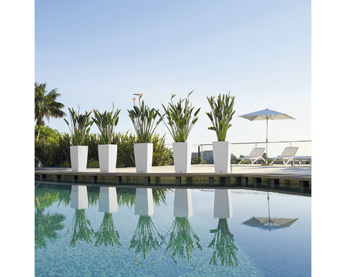 Reihe von Pflanzkübeln mit Pflanzen am Pool