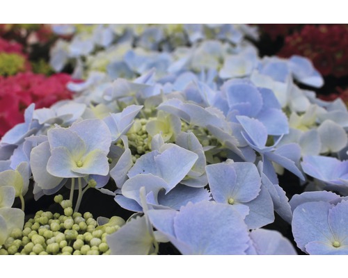 Hortensia boule et hortensia de variétés particulières Co 5 l, sélection aléatoire de variétés