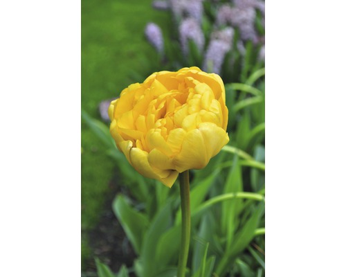 Gelbe gefüllte Tulpe im Garten.