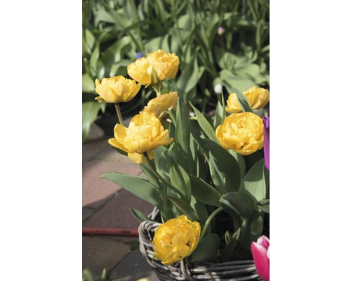 Gelbe gefüllte Tulpen in einem Korb