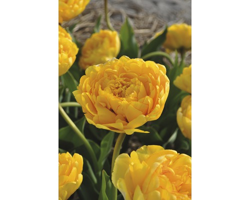 Gelbe gefüllte Tulpenblüte im Gartenbeet