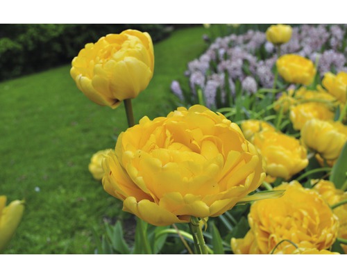 Nahaufnahme von gelben Tulpen in einem Gartenbeet.