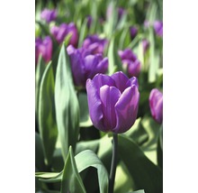 Gros plan de tulipes violettes dans une plate-bande.