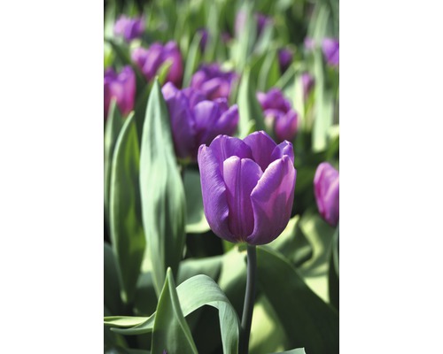 Gros plan de tulipes violettes dans une plate-bande.