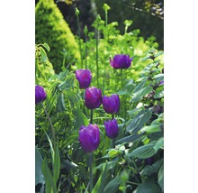 Gros plan de tulipes violettes dans le jardin.
