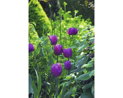 Gros plan de tulipes violettes dans le jardin.