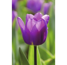 Gros plan d''une seule tulipe violette