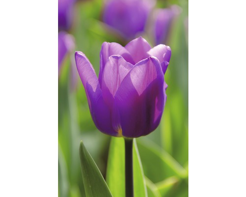 Gros plan d''une seule tulipe violette