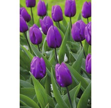 Champ de tulipes violettes