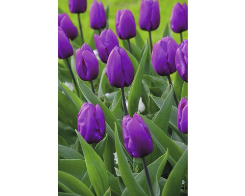 Champ de tulipes violettes