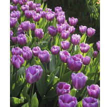 Champ de tulipes violettes avec des feuilles vertes