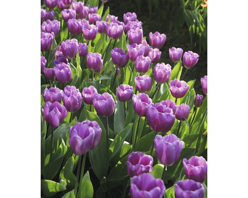 Champ de tulipes violettes avec des feuilles vertes