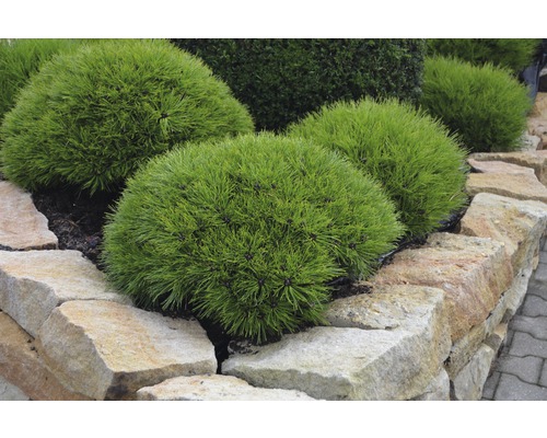 Pin en forme de boule dans un parterre de jardin avec mur en pierre naturelle