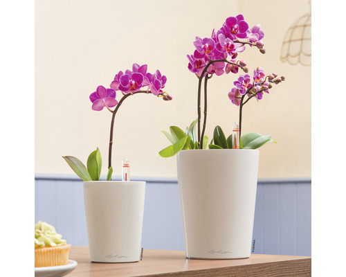 Deux mini-orchidées en cache-pots avec indicateur d''arrosage
