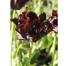 Tulipe sombre avec des pétales frangés dans le jardin