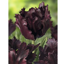 Gros plan d''une seule tulipe foncée aux pétales frangés