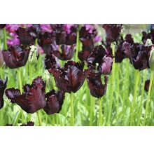 Gros plan de tulipes perroquet noires dans le jardin