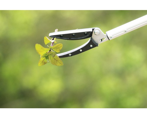 Pince de préhension tenant une plante