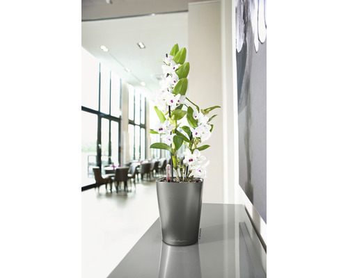 Orchidée dans un pot de fleurs gris sur une table dans une pièce lumineuse