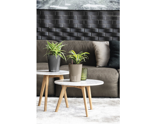 Plantes d''intérieur décoratives dans des pots sur des tables d''appoint devant un canapé