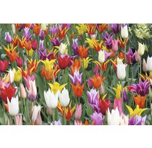 Champ de différentes tulipes