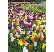 Champ de fleurs avec des tulipes de différentes couleurs