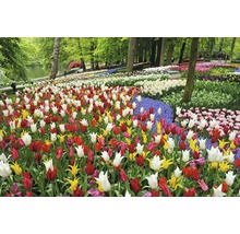Champ de fleurs avec des tulipes dans un parc