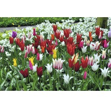 Parterre de fleurs avec différentes variétés de tulipes