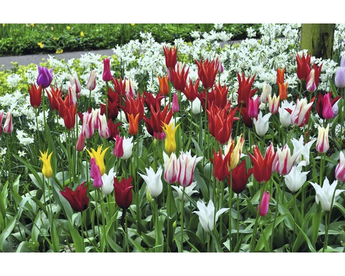 Parterre de fleurs avec différentes variétés de tulipes