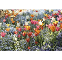 Parterre de fleurs avec tulipes et myosotis