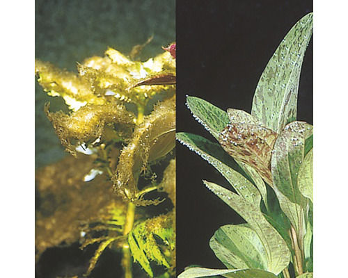 Plante d''aquarium avant et après un traitement anti-algues