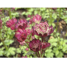 Inflorescences d''astrance dans le jardin